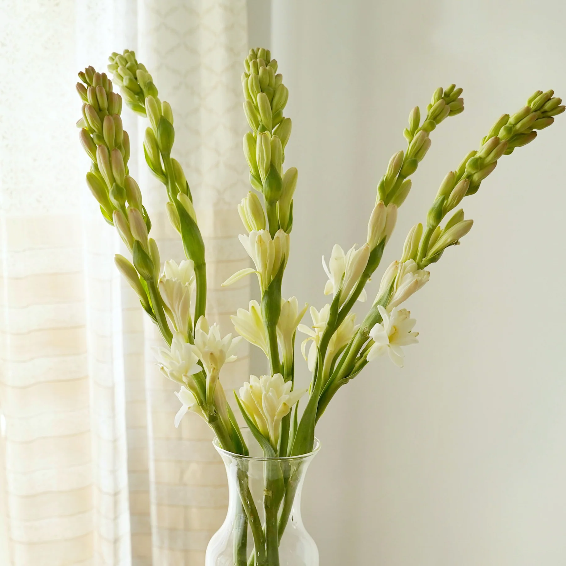 Tuberose-10-Stems-2.webp