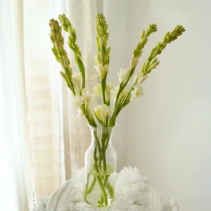 Tuberose - 5 Stems