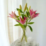 5 Stems - Oriental Pink Lilies