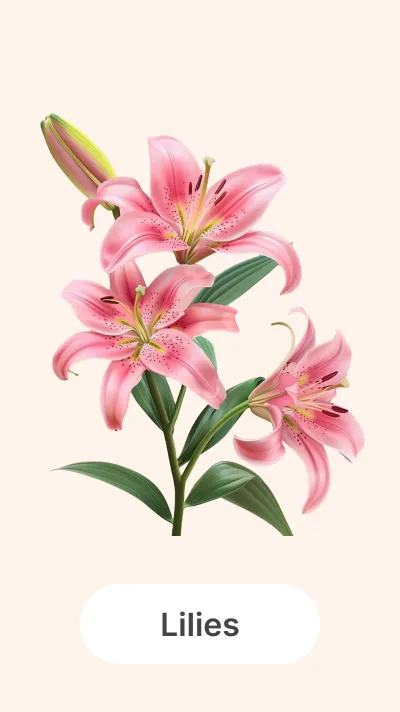 Lilies