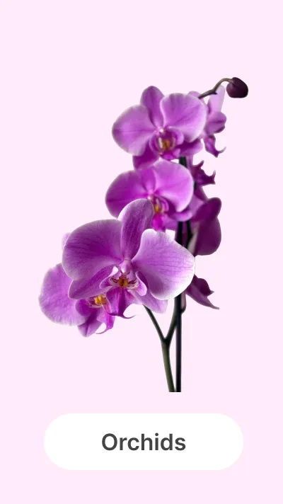 Orchids