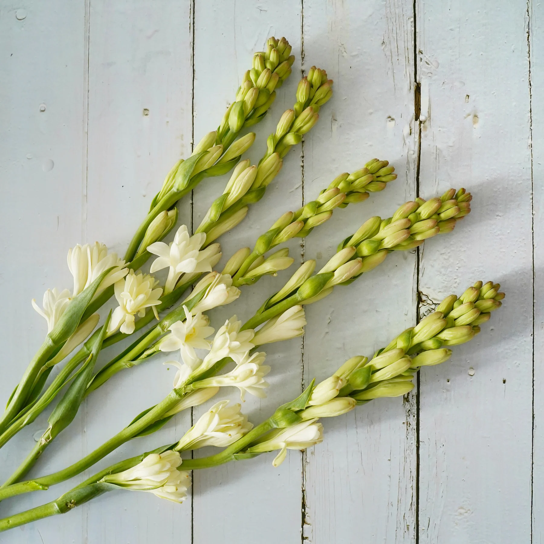 Tuberose