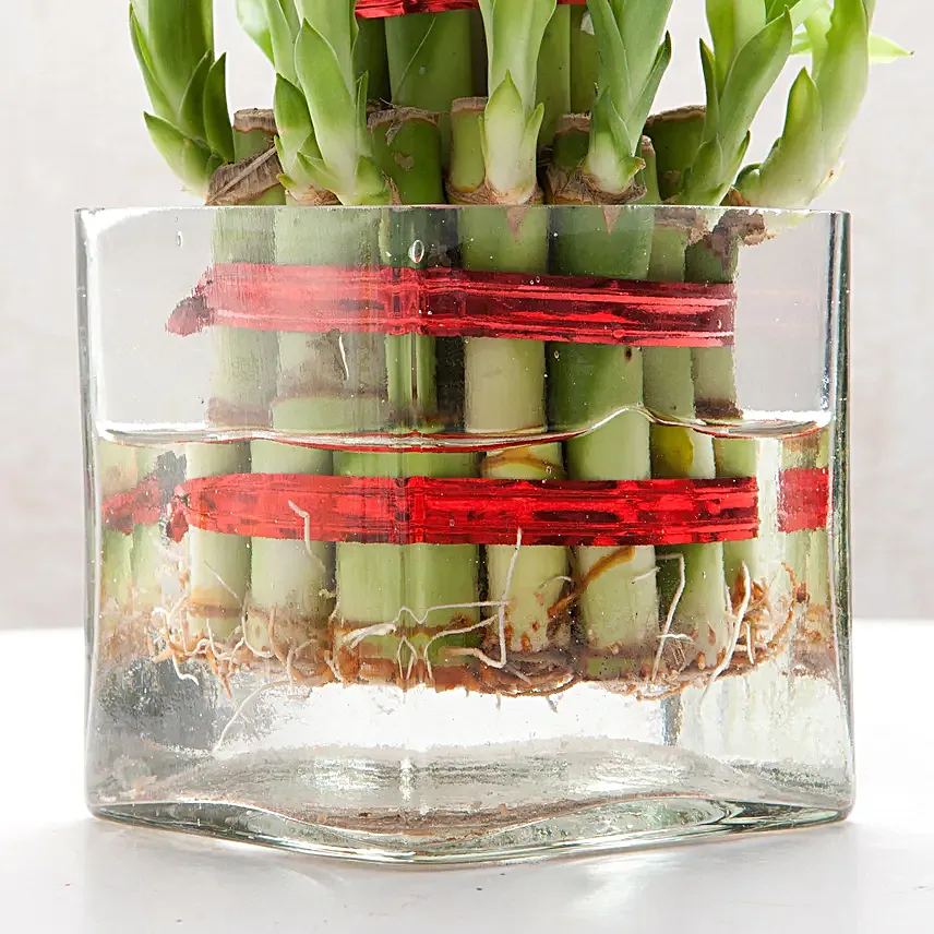 bringing-good-luck-2-layer-bamboo-plant-3.webp