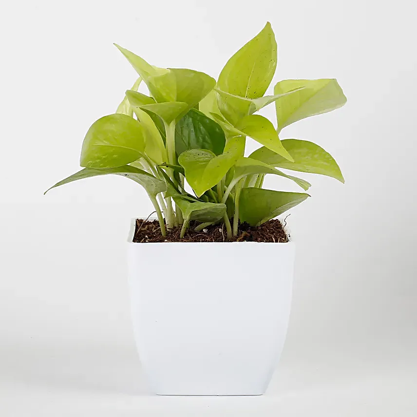 golden-money-plant-in-white-imported-plastic-pot-3.webp