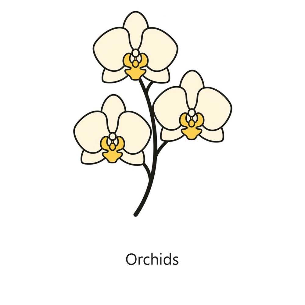 Orchids