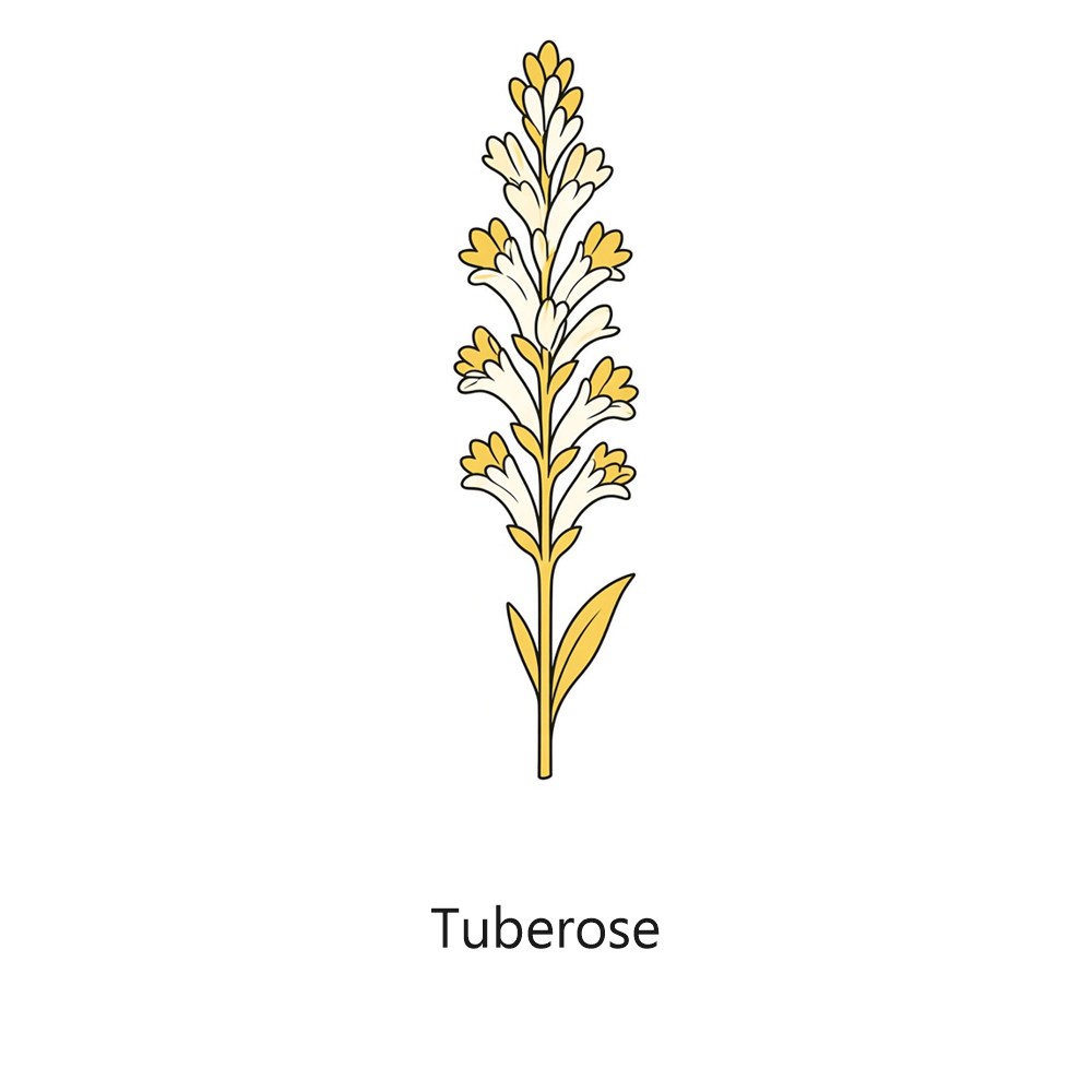 Tuberose